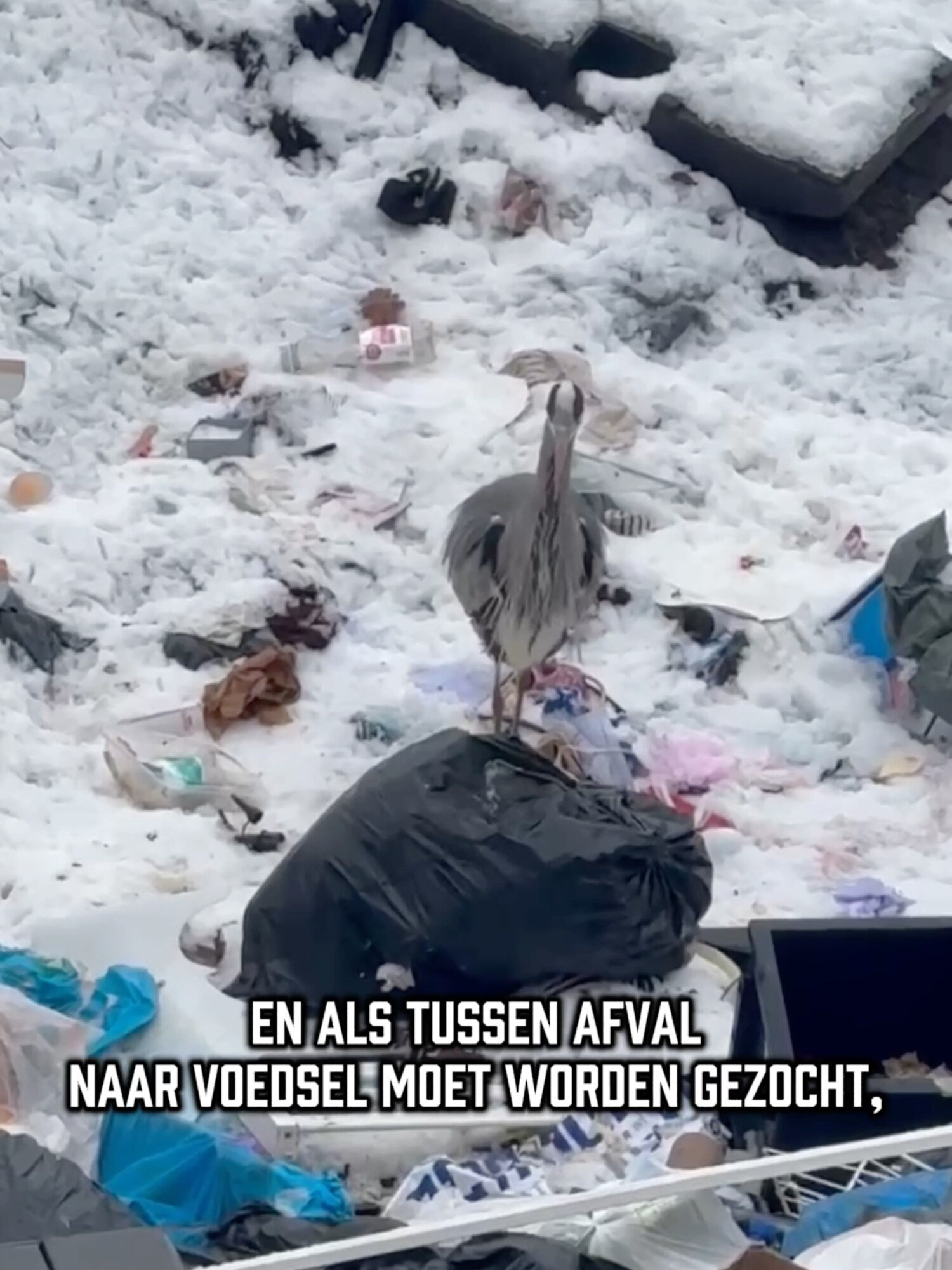 Omslag van een Gravestein-registratie op TikTok